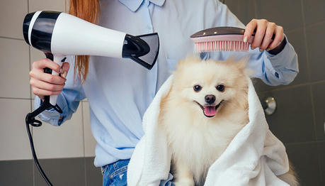 Pet Care Made Easy: Practical Tips for a Happy and Healthy Furry Friend