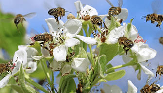 Attracting Pollinators to Your Garden: Creating a Haven for Bees, Butterflies, and More