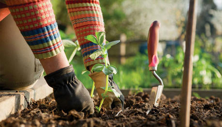 Growing Your Own Food: A Beginner's Guide to Starting a Vegetable Garden