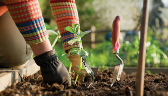 Growing Your Own Food: A Beginner's Guide to Starting a Vegetable Garden