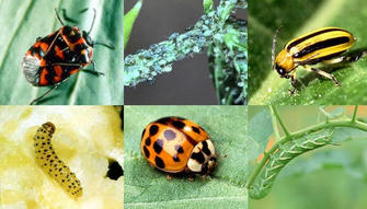 Identifying Common Garden Pests and Diseases (and Organic Ways to Control Them)